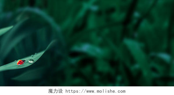 墨绿色热带叶子瓢虫酷炫卡通文艺小清新唯美温馨惊蛰展板背景背景素材